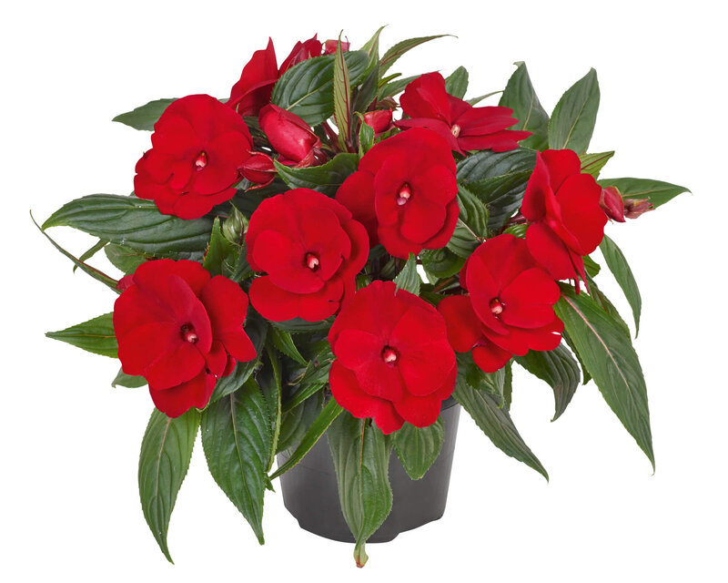 Impatiens Neu Guinea
