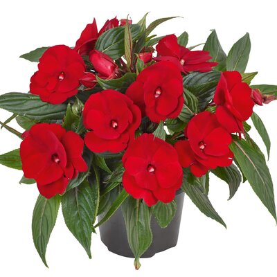 Impatiens Neu Guinea