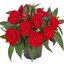 Impatiens Neu Guinea