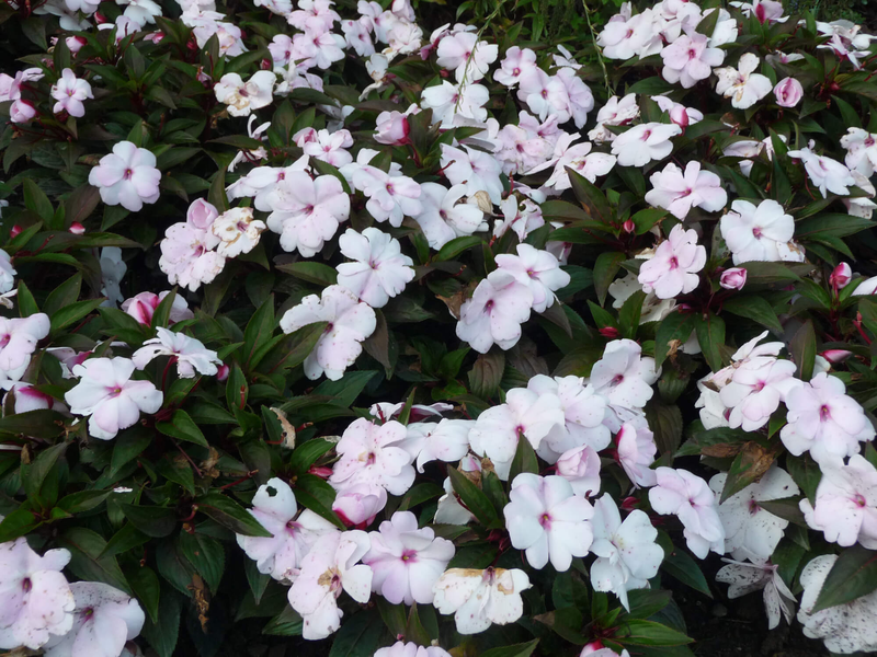 Impatiens Neu Guinea