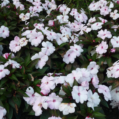 Impatiens Neu Guinea