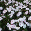 Impatiens Neu Guinea