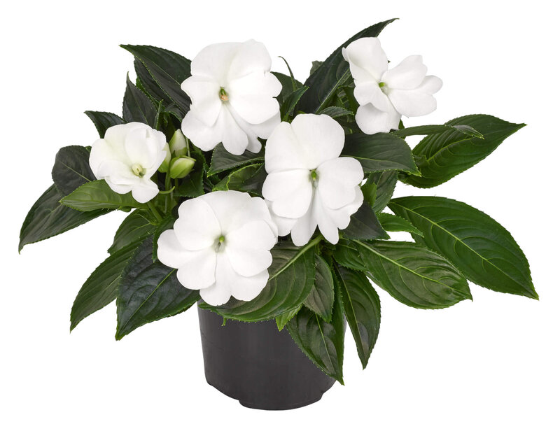 Impatiens Neu Guinea