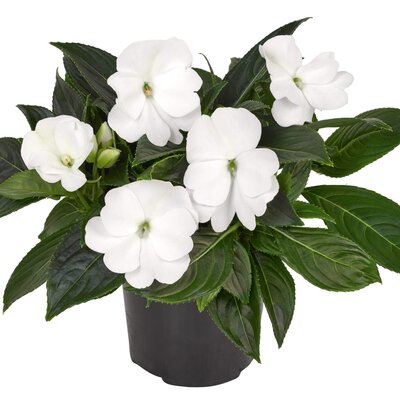 Impatiens Neu Guinea