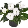 Impatiens Neu Guinea