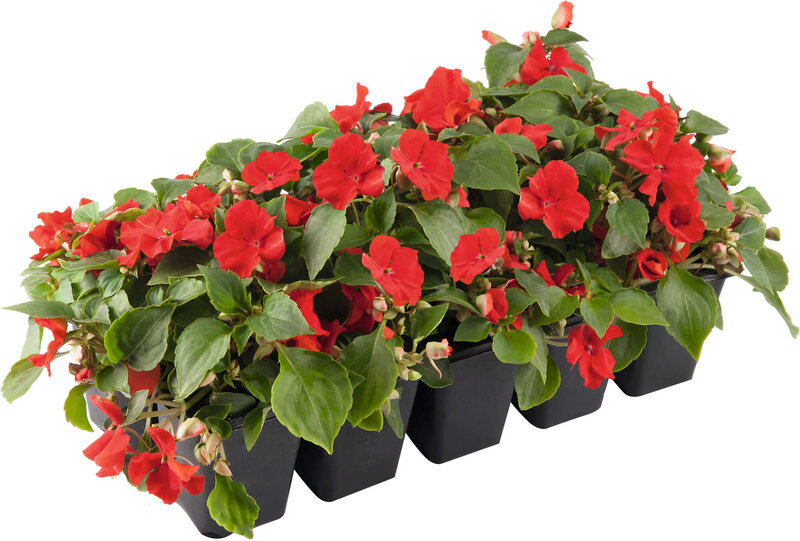 Impatiens walleriana