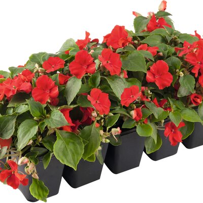 Impatiens walleriana