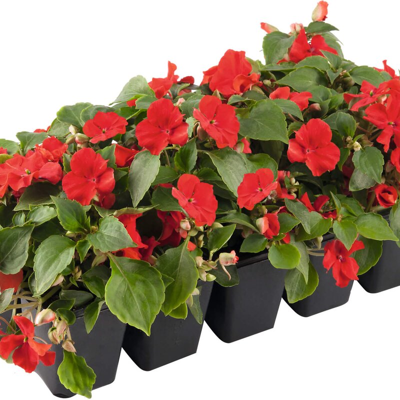 Fleißiges Lieschen STARKL