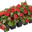 Impatiens walleriana