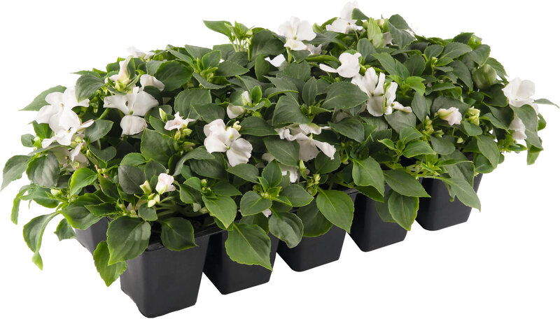 Impatiens walleriana