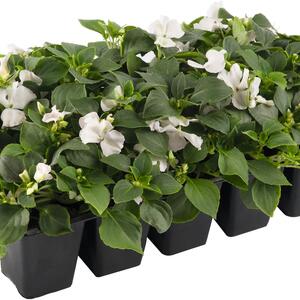 Impatiens walleriana