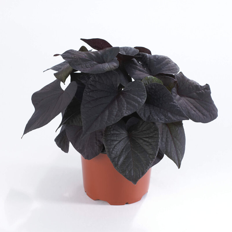 Ipomoea Hybriden Schwarz