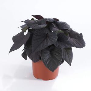 Ipomoea Hybriden Schwarz