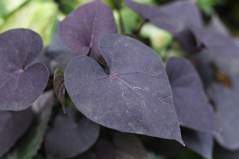 Ipomoea Hybriden Schwarz