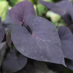 Ipomoea Hybriden Schwarz