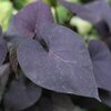 Ipomoea Hybriden Schwarz