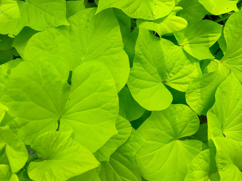 Ipomoea Hybriden Lime