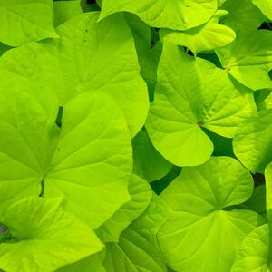 Ipomoea Hybriden Lime