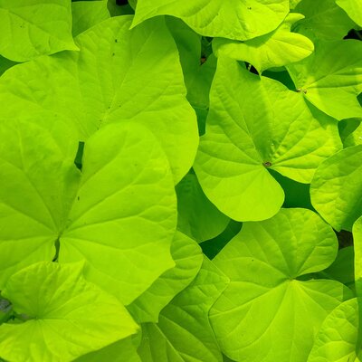 Ipomoea Hybriden Lime