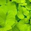 Ipomoea Hybriden Lime