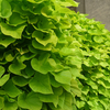 Ipomoea Hybriden Lime