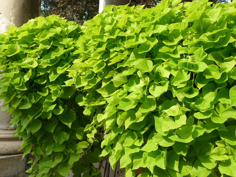 Ipomoea Hybriden Lime