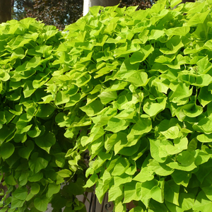 Ipomoea Hybriden Lime