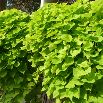 Ipomoea Hybriden Lime