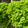 Ipomoea Hybriden Lime