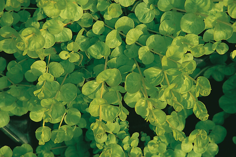 Lysimachia nummularia