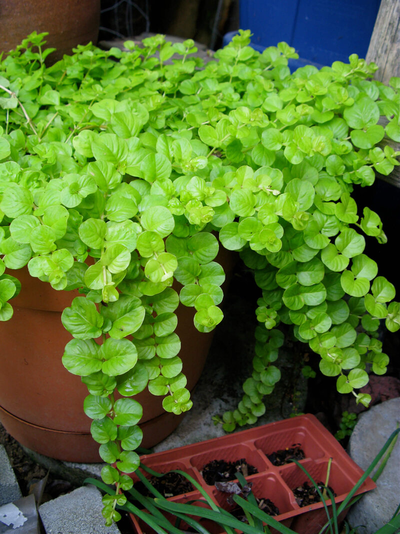 Lysimachia nummularia