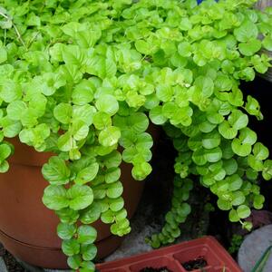 Lysimachia nummularia