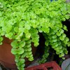 Lysimachia nummularia