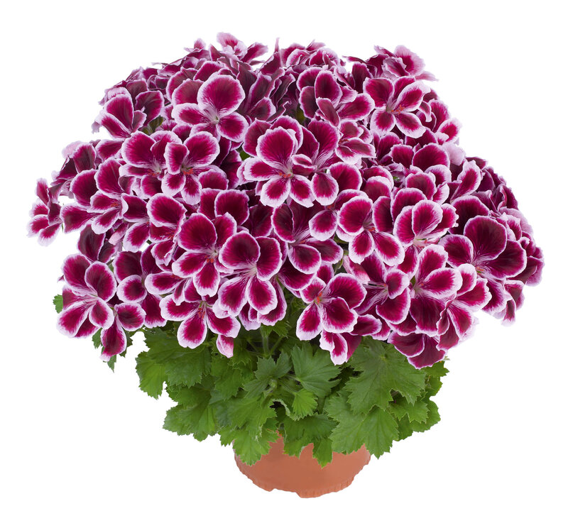 Pelargonium grandiflorum