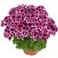 Pelargonium grandiflorum