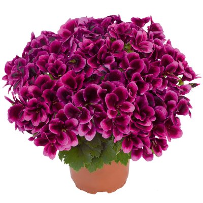 Pelargonium grandiflorum