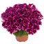 Pelargonium grandiflorum