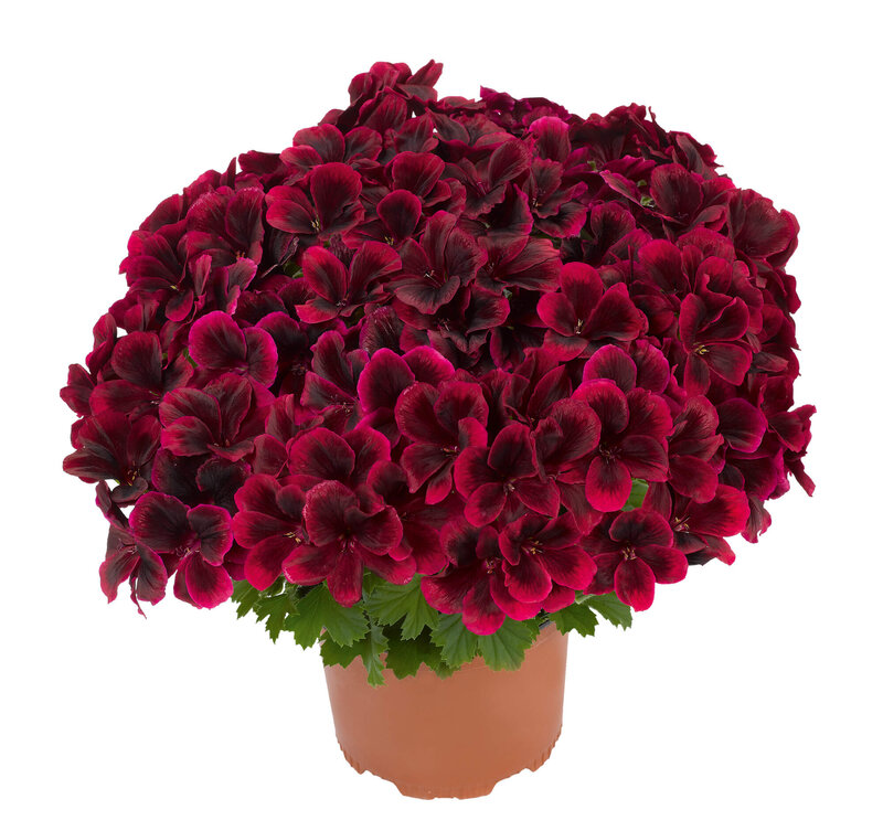 Pelargonium grandiflorum