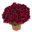 Pelargonium grandiflorum