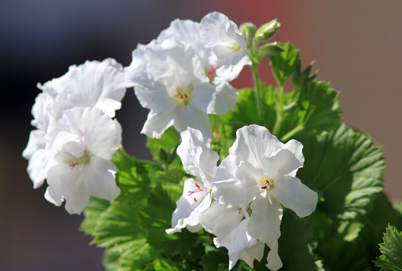 Pelargonium grandiflorum