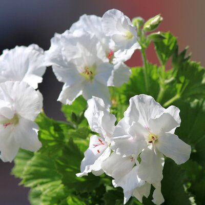 Pelargonium grandiflorum