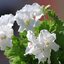 Pelargonium grandiflorum