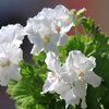 Pelargonium grandiflorum