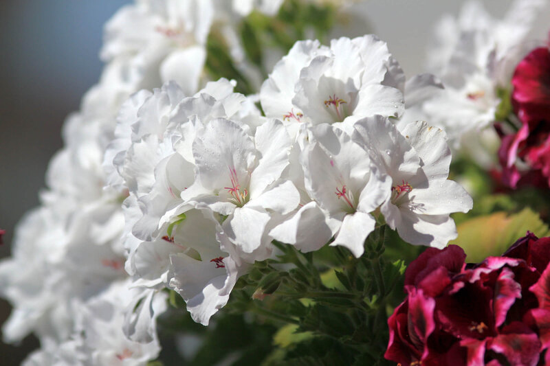 Pelargonium grandiflorum