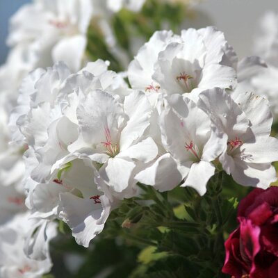 Pelargonium grandiflorum