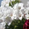 Pelargonium grandiflorum