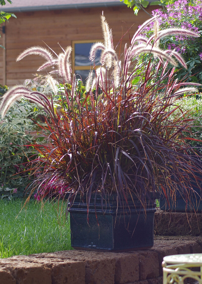 Pennisetum setaceum Rubrum
