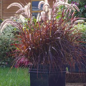 Pennisetum setaceum Rubrum