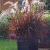 Pennisetum setaceum Rubrum