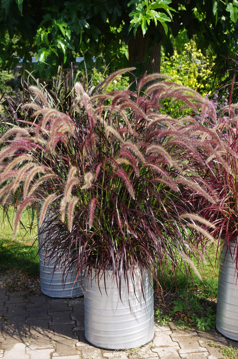 Pennisetum setaceum Rubrum